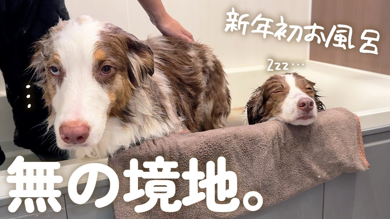 お風呂中に寝ちゃう姉犬と虚無になる弟犬が可愛すぎた😂🛁💦【ボーダーコリー・オーストラリアンシェパード】