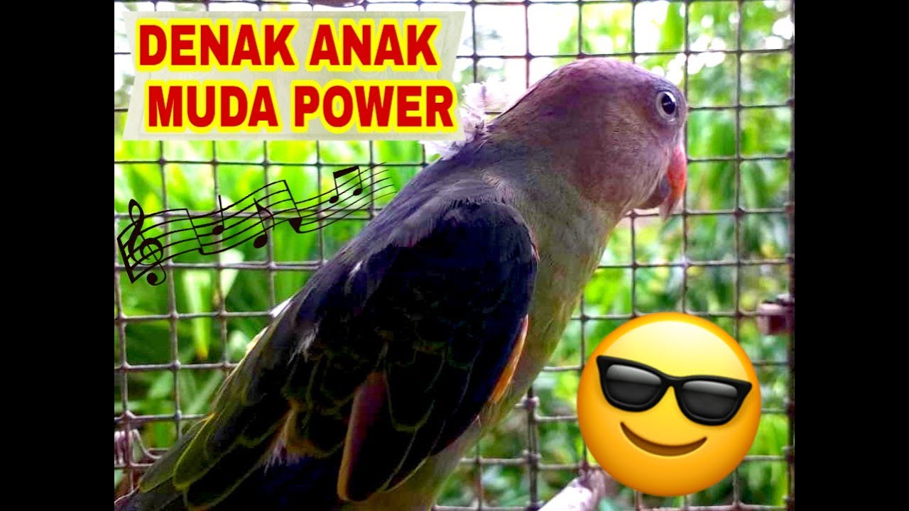 BLUE RUMPED PARROT SINGING PART 1 / BURUNG TANAU@PULING GAJAH BERLAGU ...