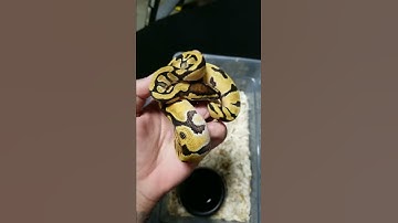 New Ball Python Pick Up Update