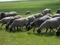 Романовская порода овец  (племенное хозяйство по разведению)