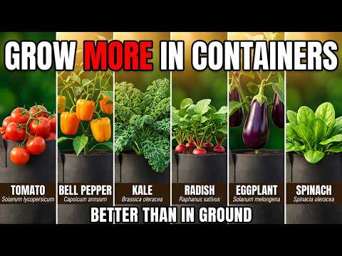 9 Vegetables That Grow BETTER in Containers Than In Ground