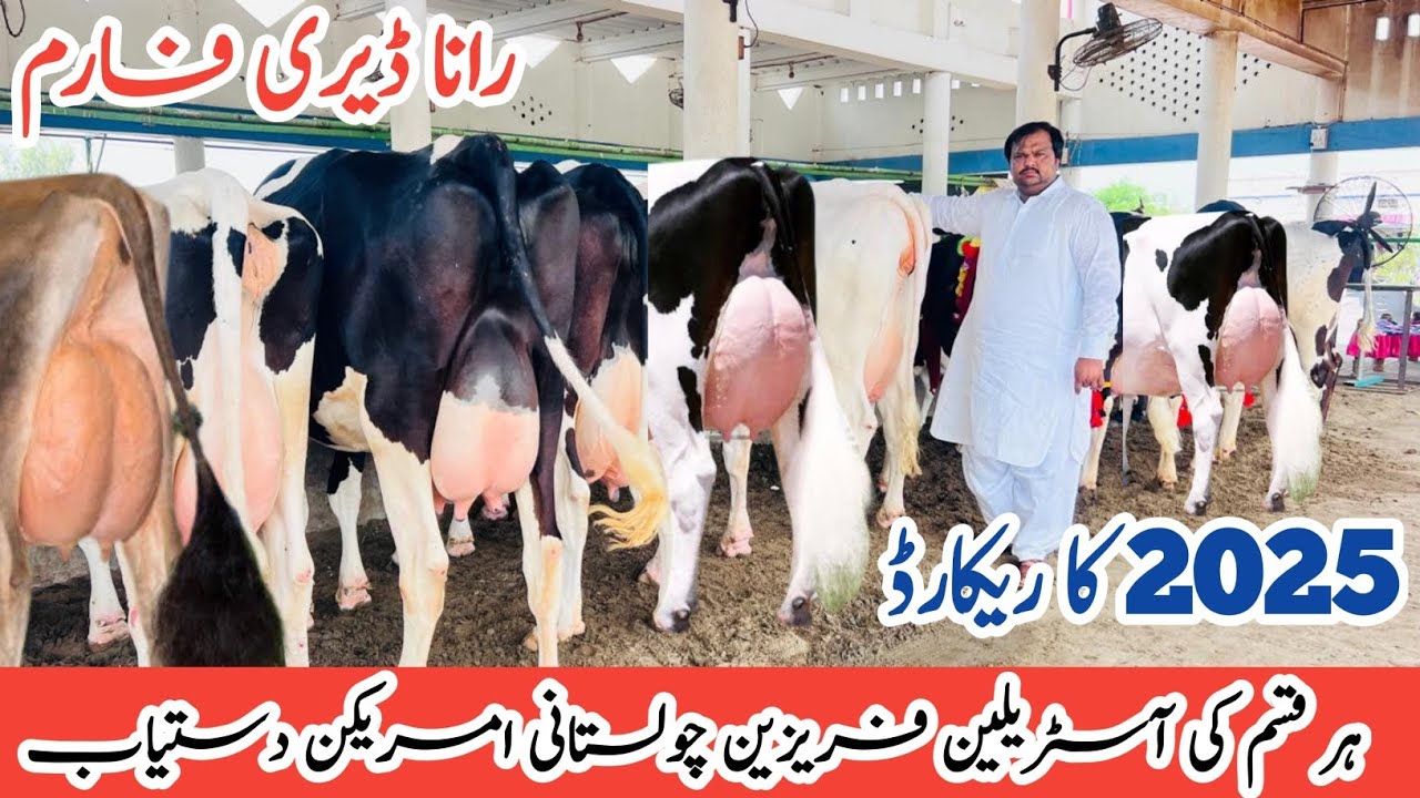 Biggest cows for sale at RANA DAIRY FARM