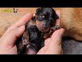 Cutest moments of a happy baby newborn puppy  animal vet clinic