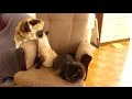 おっぱい（授乳）にはこれ！ロッキングチェアの設置 Cats occupied the nursing chair!