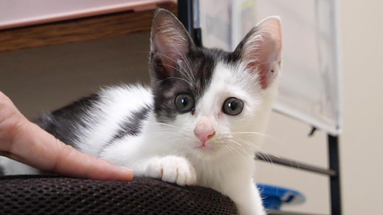 【中古】 子猫のポエム ペルシャ 】希少！ブラックスモークの猫の王様が横浜元町にやってきた