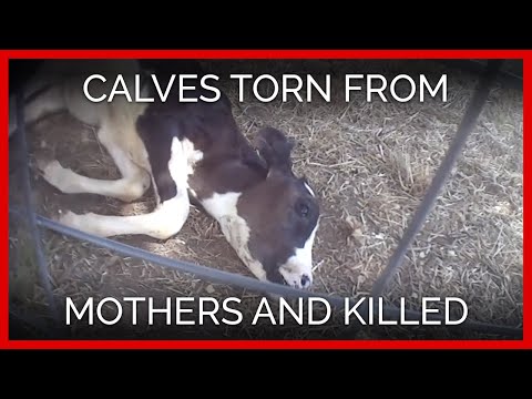 Calves Torn From Mothers, Killed for Daisy Sour Cream