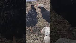 Found Something On The Hill