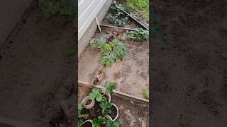 Mulchy Mulch 😌🤣😂 #fyp #viral #followformore #garden #mulch