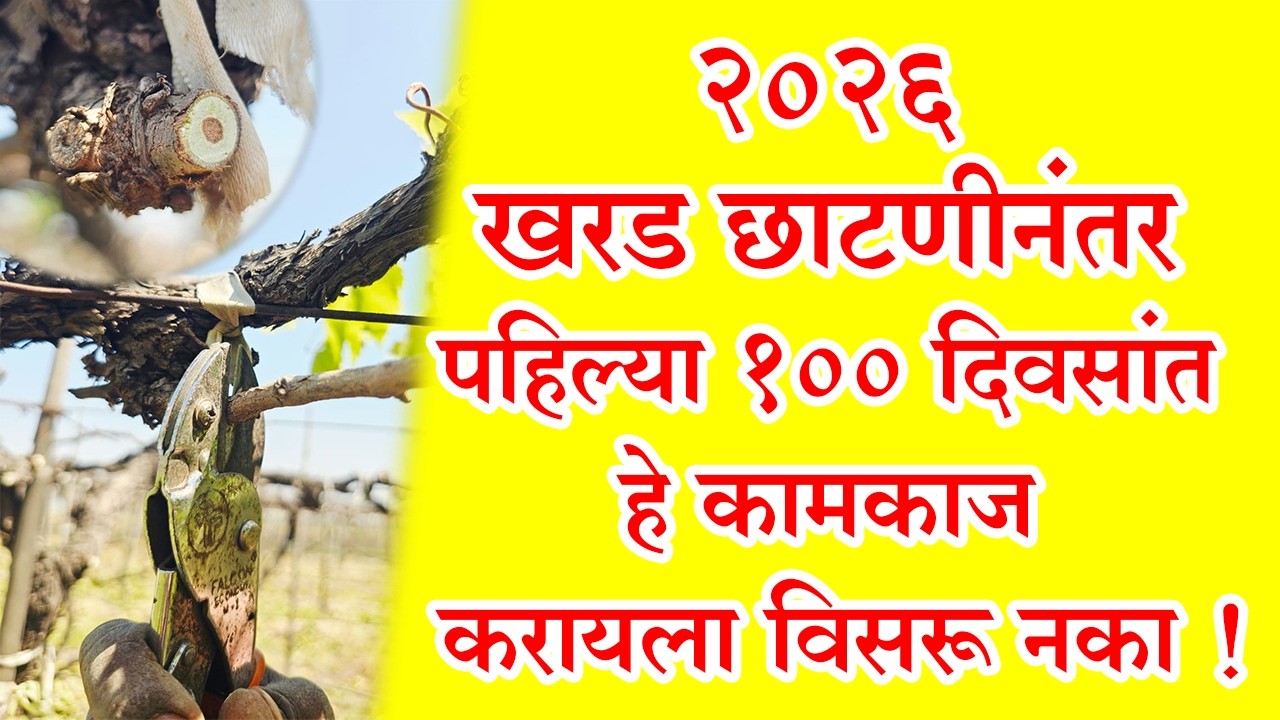 #२०२६ - #खरड_छाटणीनंतर पहिल्या १०० दिवसांत हे #कामकाज करायला विसरू नका !।#Doctor_Kisan#शेती#द्राक्ष।