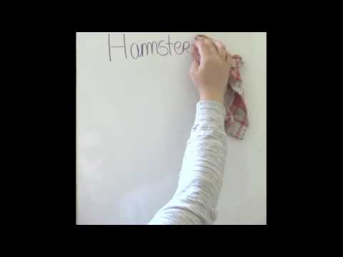Vidéo: Comment Déterminer Le Sexe Chez Les Hamsters