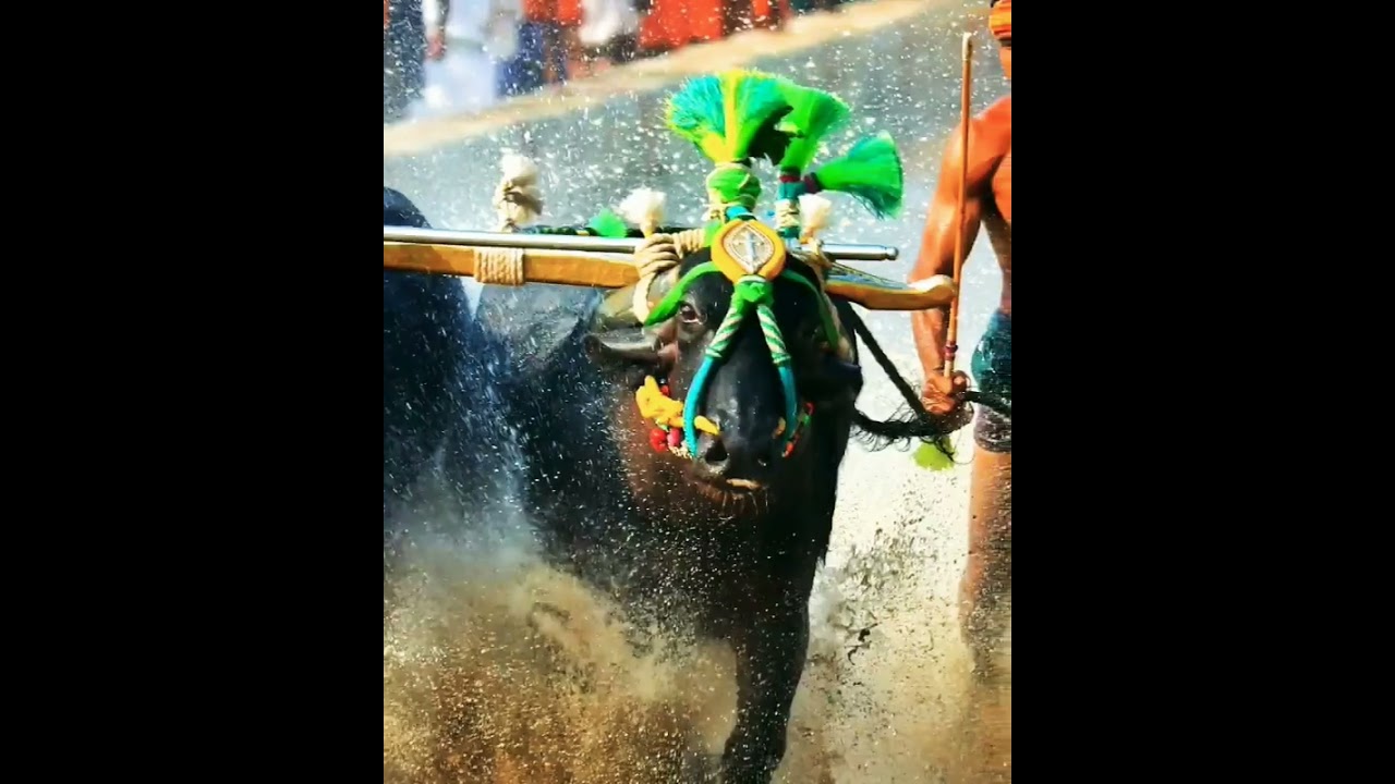 Karkala express Mukesha ❤️ King kambala ❤️🔥||