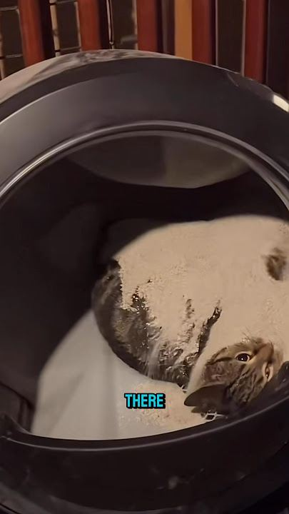 Self Cleaning Litter Box