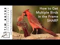 How to Get Multiple Birds in the Image Sharp