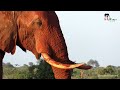 Huge Elephants, A Deadly Puff Adder | On Safari in Tsavo East #4