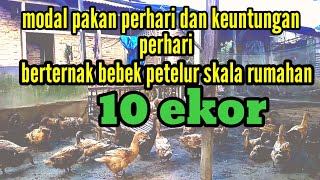 Modal Pakan Perhari Dan Keuntungan Perhari Berternak Bebek Petelur Skala Rumahan 10 Ekor