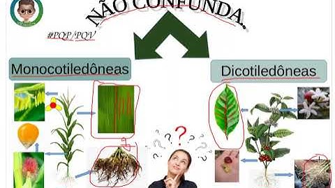 Não confunda - Monocotiledôneas com Dicotiledôneas
