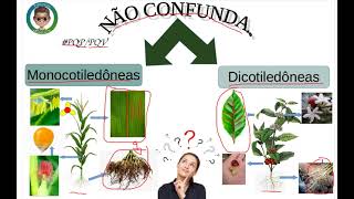 Não confunda - Monocotiledôneas com Dicotiledôneas Não confunda - Monocotiledôneas com Dicotiledôneas