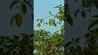 sunshine 🌞#sunshine #like subscribe