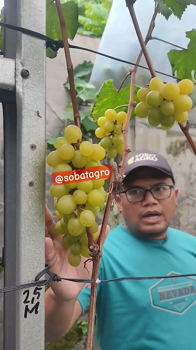 Perawatan Buah Anggur | Mulus sd Panen