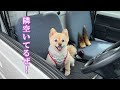 田舎のベンツを乗り回すポメラニアンのポメくん