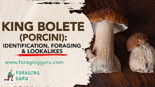 King Bolete (Porcini) Identification, Foraging & Lookalikes