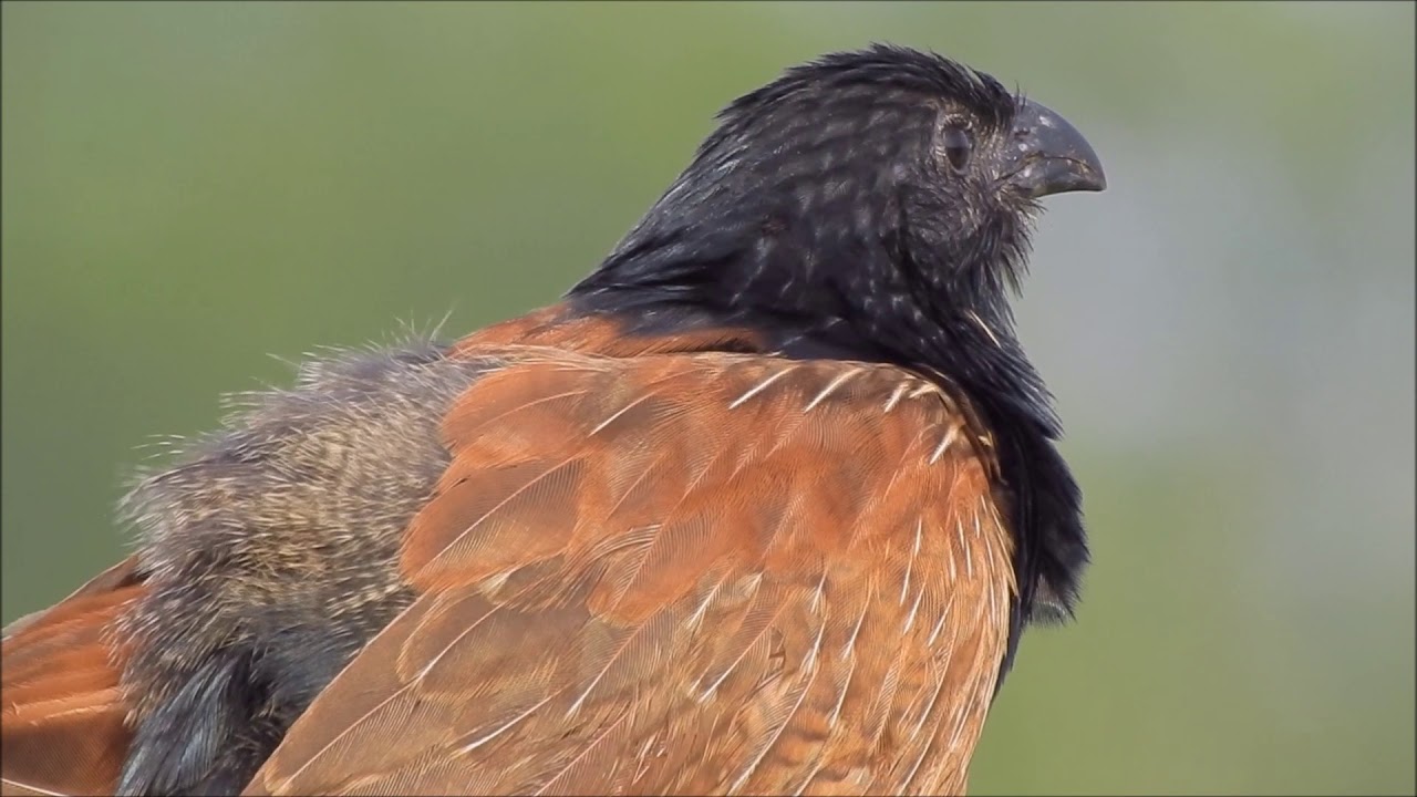 番鵑(2)(小鴉鵑 , 草嘓) Lesser Coucal バンケン 25MAY, 2020 