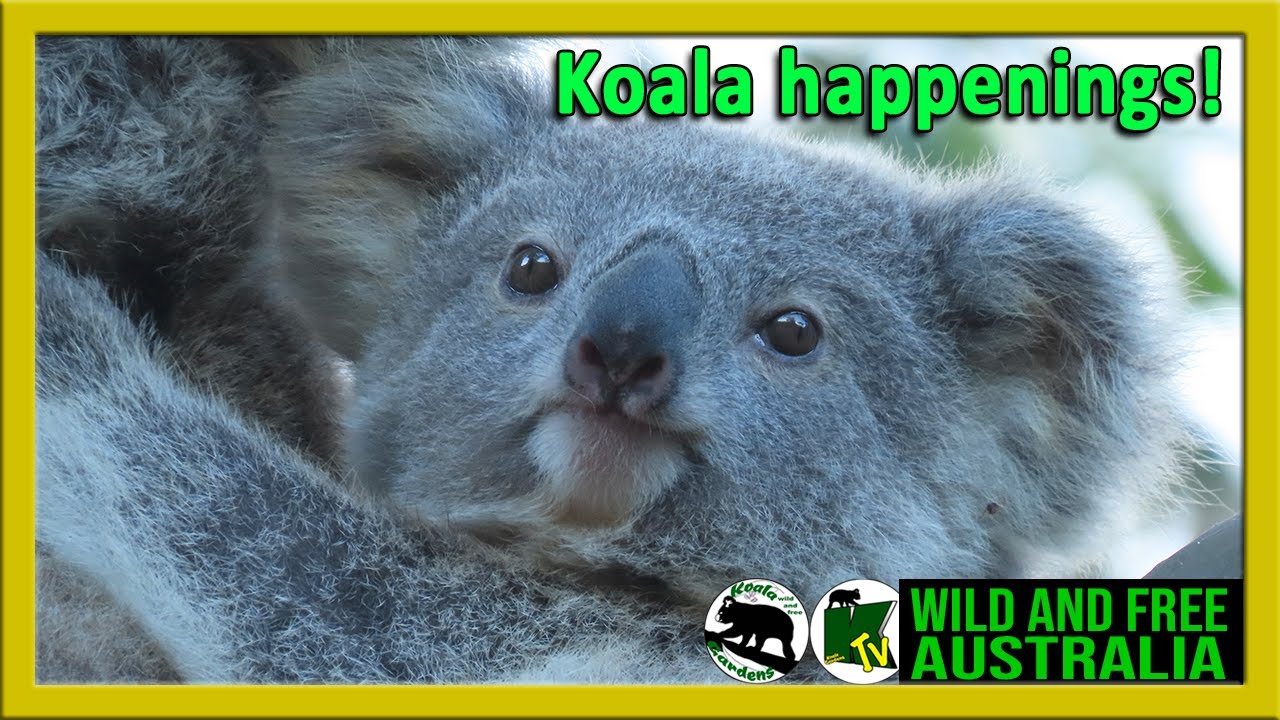 Сенсационные коалы в сентябре в Koala Gardens: дикие и свободные коалы в их естественной среде об...
