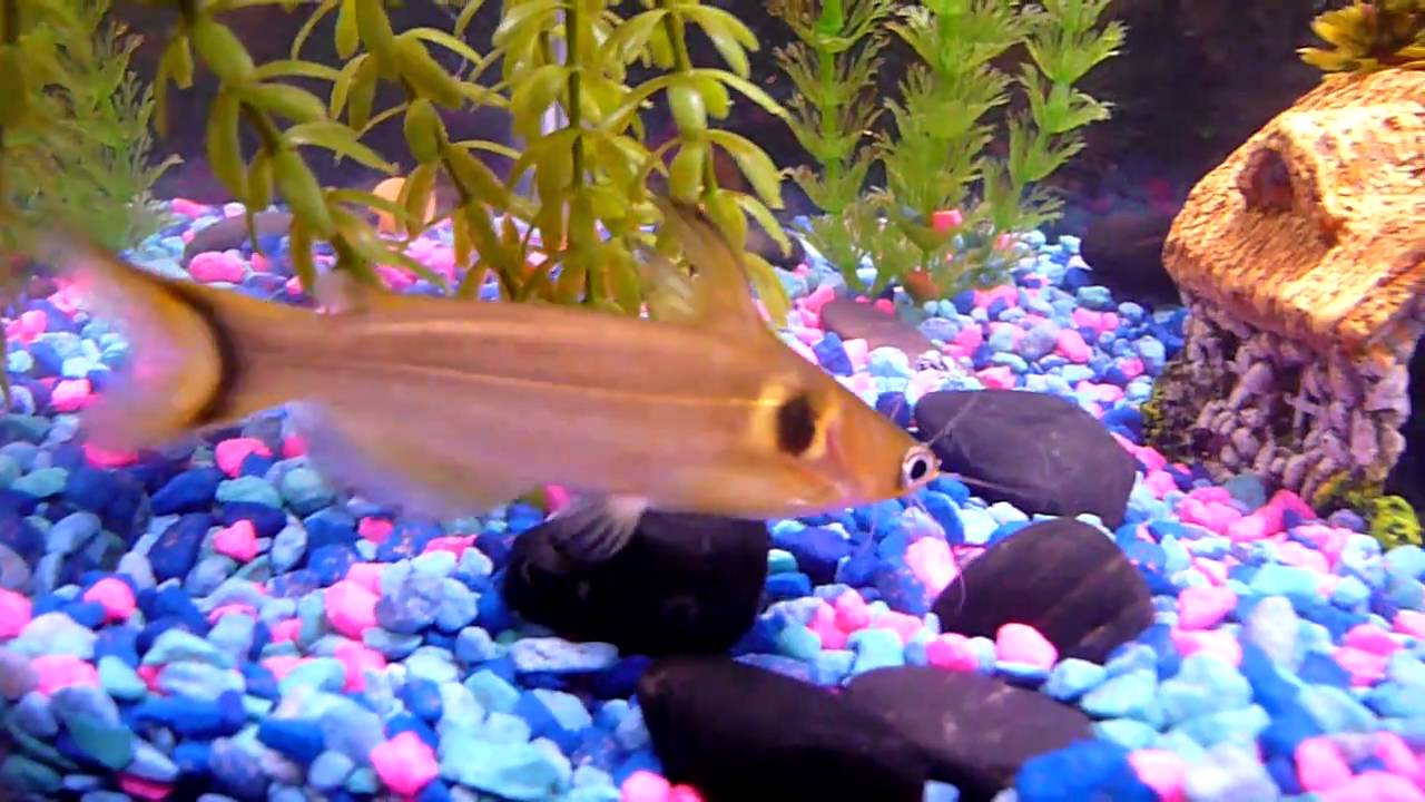 20 Gallon Fish Tank Eclipse Catfish YouTube