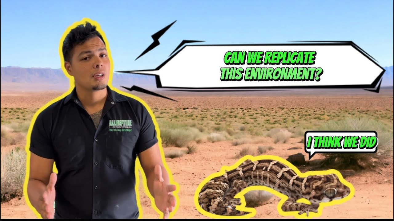 DIY EASY ARID Viper Gecko set up | Anybody can make this enclosure!