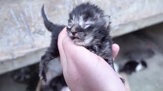 I found abandoned baby kittens near residential building
