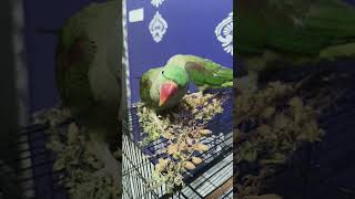Mitthu ko bhuk lagi thiii #parrot #talkingparot #birds #nonstoptalkingparrot #funny