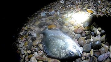 tiếp tục cùng minh đi câu cá tráp nhé các bạn