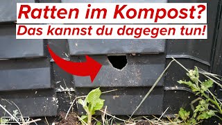 So Wirst Du Ratten Im Kompost Los Ratten Vom Kompost Fernhalten