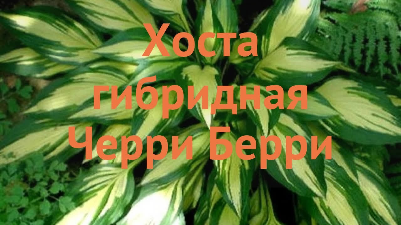 Хоста чери бери гибридная