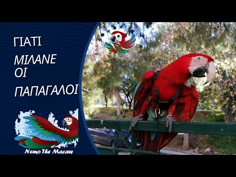 Βίντεο: Είναι οι παπαγάλοι και οι παπαγάλοι το ίδιο;
