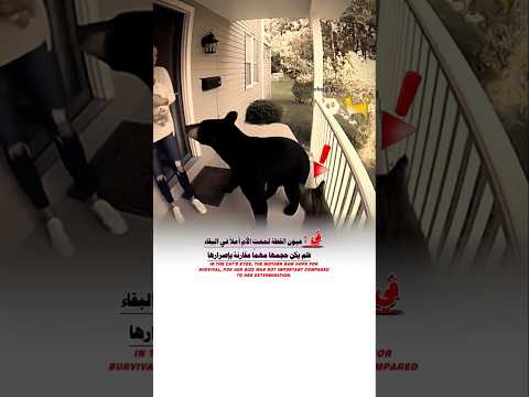 في عيون القطة لمحت الأم املأ في البقاء     