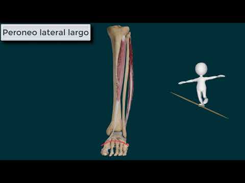 Vídeo: Retinaculum Peroneal Superior Anatomía, Función Y Diagrama - Mapas Corporales