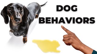 What do your dog's movements mean? | Dog Training | Funny Dog Videos | Dog Behavior | Funny Animals by Animalistic 4K 30 views 1 year ago 6 minutes, 28 seconds