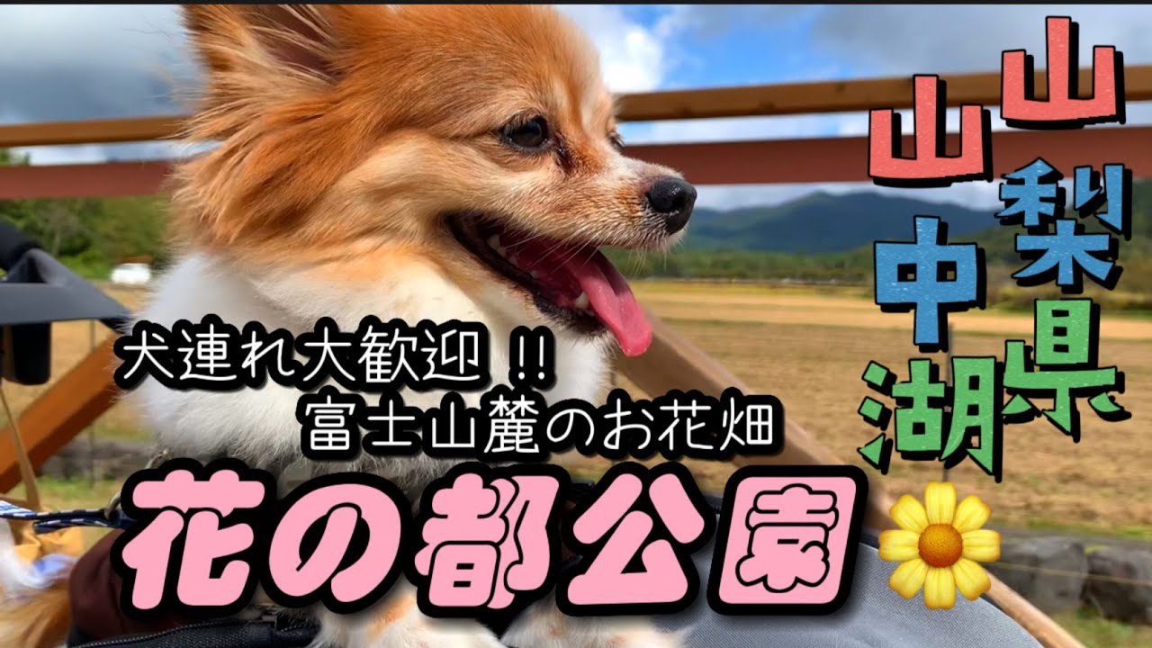 愛犬と一緒に楽しむ旅行 伊豆アニマルキングダム パピヨン犬ビビりなノエルくん Youtube