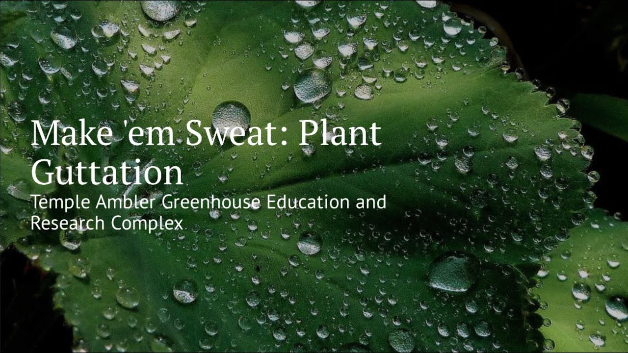 World Water Day Make ‘Em Sweat Plant Guttation YouTube