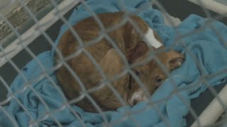 Tulsa Animal Shelter Overcrowded, Offers Incentive For Nonprofits To Help Transport Dogs