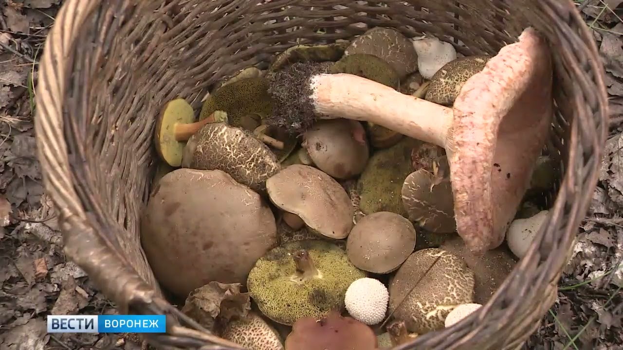 Ученые составили рейтинг опасных грибов в Воронежской области