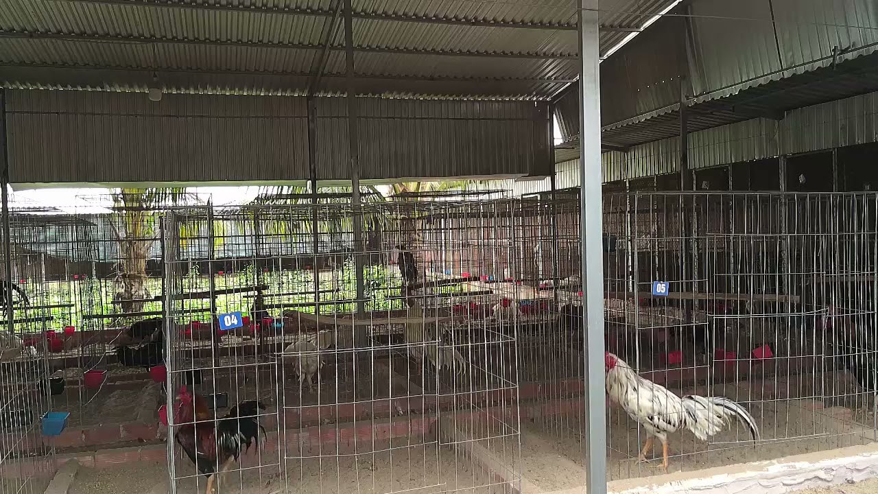 Top 6 con gà trông tơ 11-2 của Trại Gà Minh Tiến