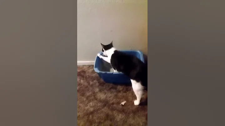 My cat is going to the bath room