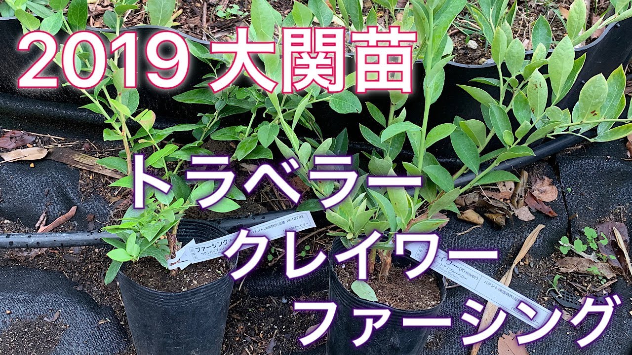 19ブルーベリー大関苗の目玉はトラベラー Youtube