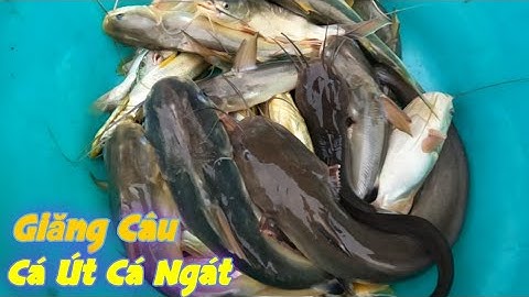 Giăng Câu Ngoài Sông Lớn Dính Cá Út Cá Ngát Quá Đã Luôn | Gia Đình Cần Giờ .72 |