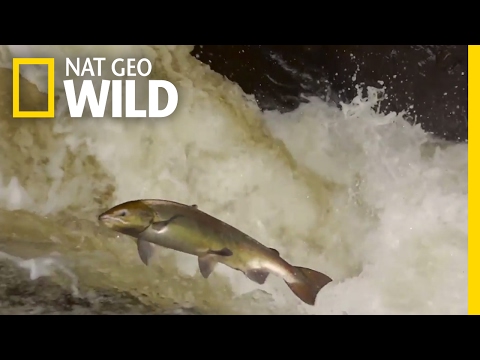 The Salmon's Life Mission | Destination WILD