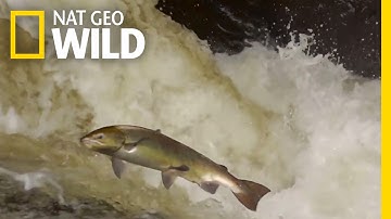 The Salmon