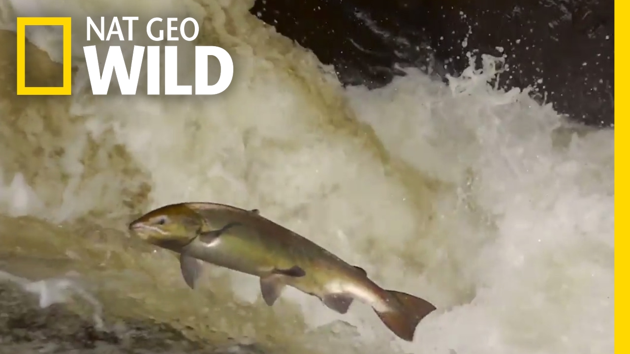 The Salmon'S Life Mission | Destination Wild