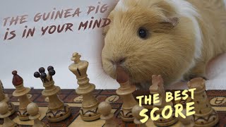 osu! | The Guinea Pig Is in Your Mind | The BEST Score screenshot 4